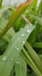 Close-up of water drops on leaf