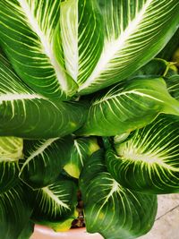 Close-up of palm tree leaves