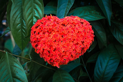 Close-up of red flowering plant