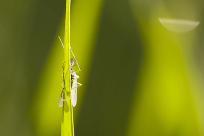 Close-up of insect on grass