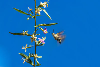 Bee pollinating flower