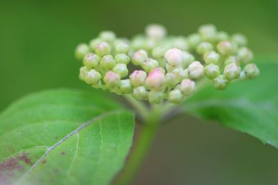 Close-up of white flowers against blurred background