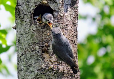 Close-up of bird perching on tree trunk