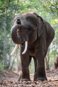 Elephant in a forest