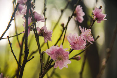 Close-up of pink flowering plant