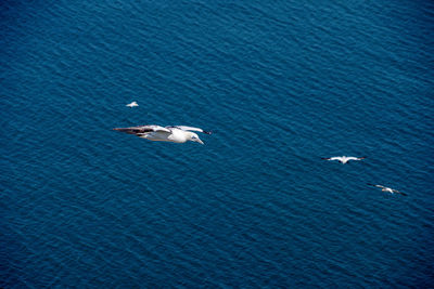 High angle view of seagulls on sea