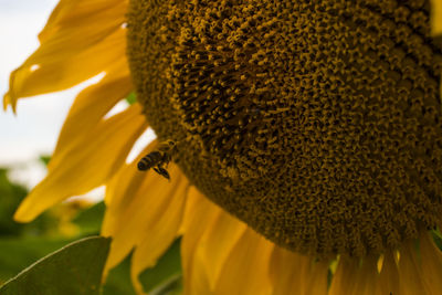 Close-up of bee pollinating on sunflower