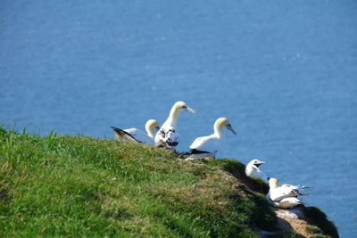 Birds in the lake