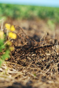 Close-up of dry grass on field