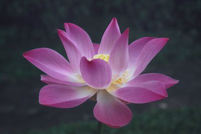 Close-up of pink water lily