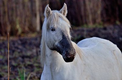 Close-up of a horse on field