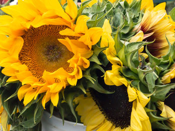 Close-up of sunflower blooming outdoors