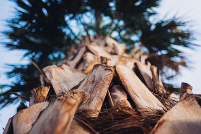 Close-up of dried leaves on wood in forest