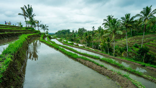 Scenic view of agricultural landscape against sky