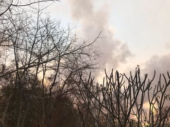 Low angle view of bare trees against sky