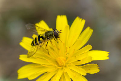 Close-up of insect on yellow flower