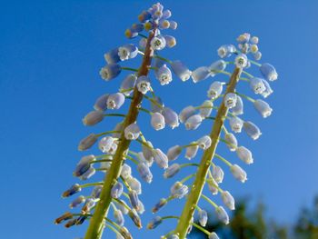 Close-up of grape hyacinth blooming against sky
