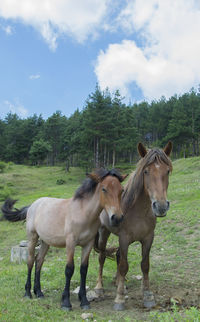 Horses in a field