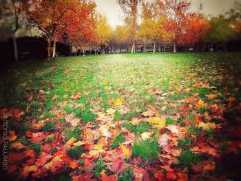 Trees growing in park during autumn