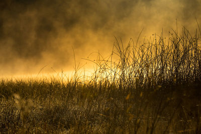 Grass growing on field against sky during sunset