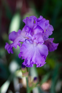 Close-up of purple flowering plant