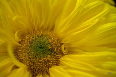 Close-up of sunflower