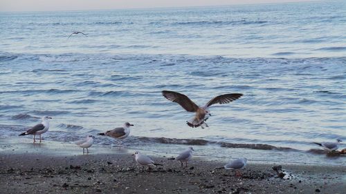 Seagull flying over sea