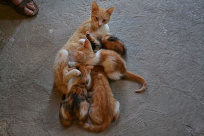 High angle view of cats relaxing on floor