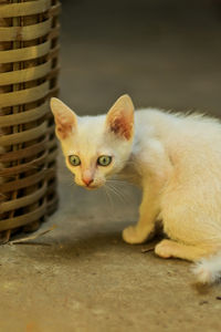 Portrait of kitten in basket