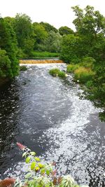 Scenic view of river with trees in background