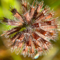 Macro shot of flowering plant