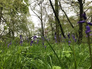 Fresh purple flowering plants in forest