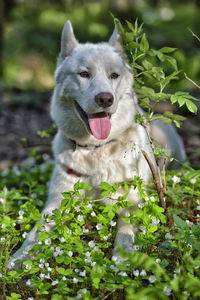 Portrait of dog looking away