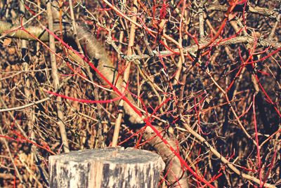Close-up of branches against blurred background