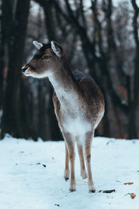 Deer standing on snow covered land