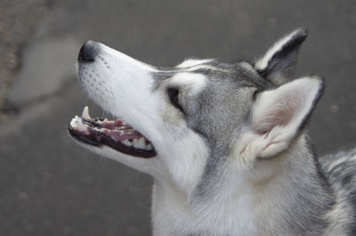 Close-up of dog yawning