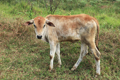 Cow standing in a field