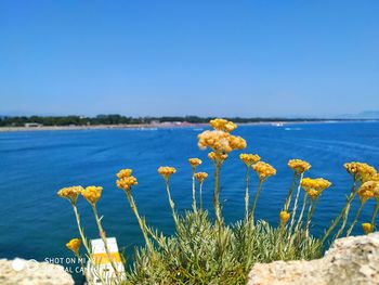 Yellow flowers on the rocky coast of the sea