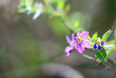 Close-up of purple flowers