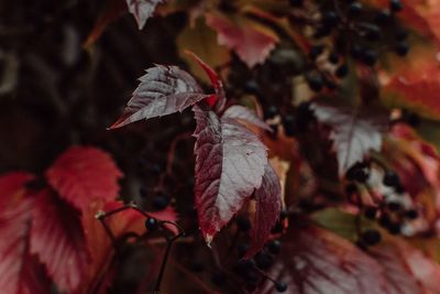 Close-up of autumn leaves on tree