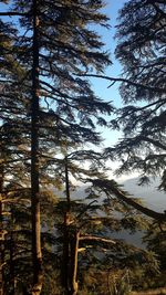 Low angle view of trees in forest against sky