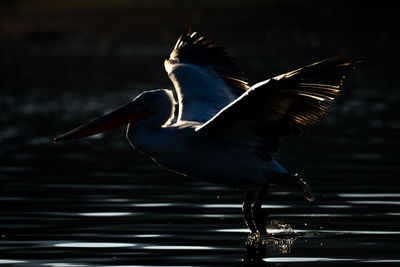 Bird flying over lake