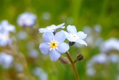 flowering plant