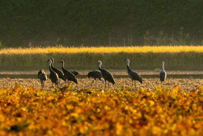 Birds perching on field