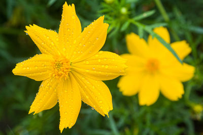 Close-up of wet yellow flower in rainy season