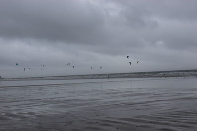 Birds flying over sea