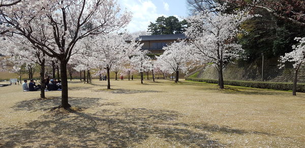 View of bare trees in park