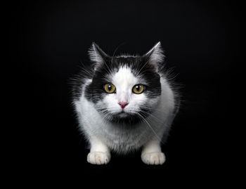 Close-up portrait of a cat