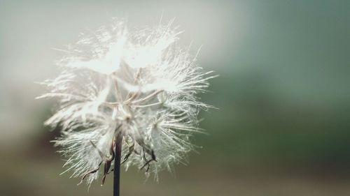 Close-up of dandelion