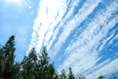 Low angle view of trees against blue sky